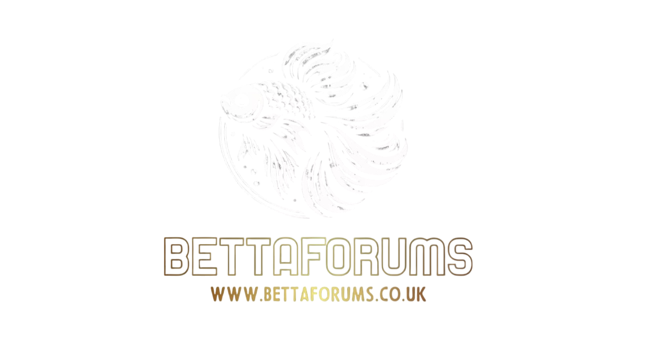 Betta Forums